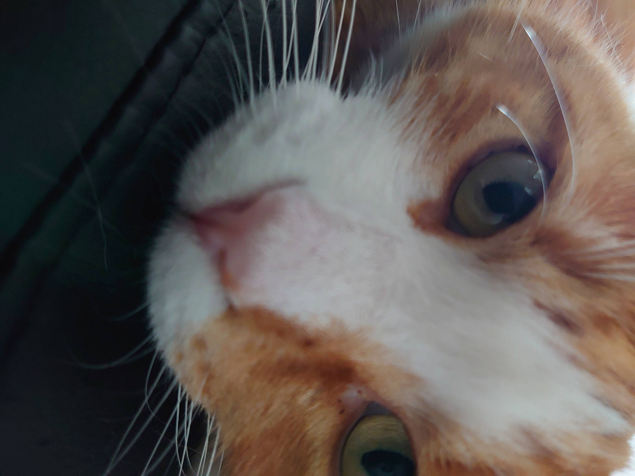 Kira participe au concours pour gagner de l'argent avec cette photo : animal_shelter, carnivore, cat, domestic_short_haired_cat, ear, eyelash, fawn, felidae, fur, iris, nose, paw, small_to_medium_sized_cats, snout, vertebrate, whiskers