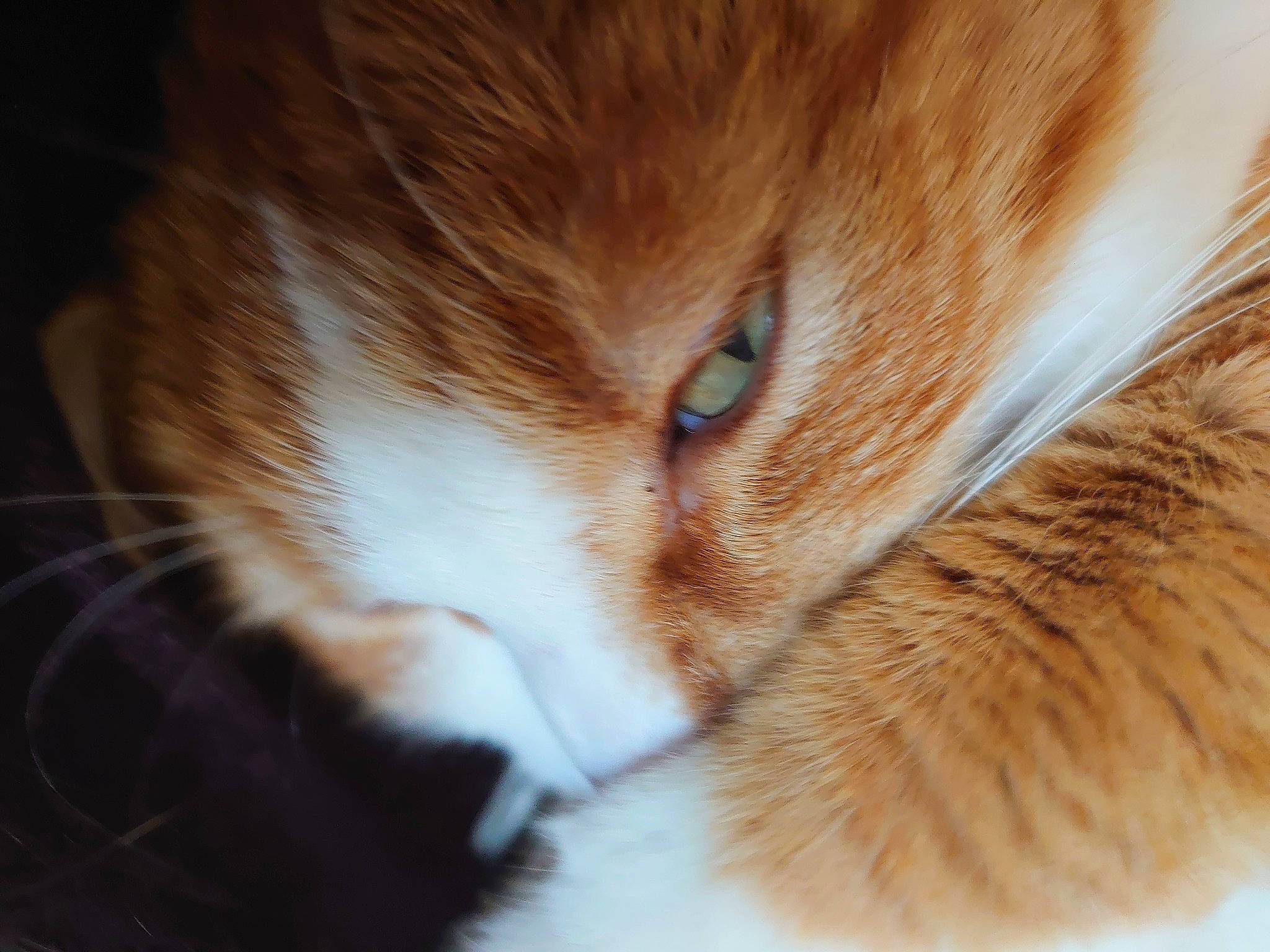 Kira participe au concours pour gagner de l'argent avec cette photo : carnivore, cat, domestic_short_haired_cat, ear, eye, fawn, felidae, fur, human_body, macro_photography, paw, pencil, small_to_medium_sized_cats, snout, tail, terrestrial_animal, whiskers, wildlife, wood