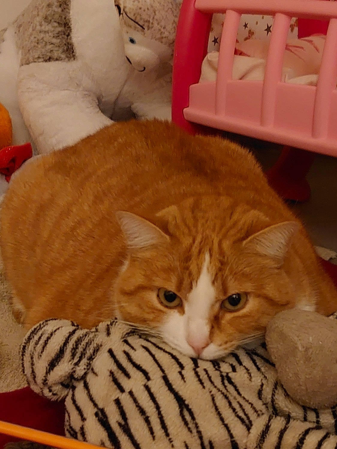 Kira a rejoint le concours — aidez-le/la à gagner de superbes lots ! carnivore, cat, cat_supply, comfort, domestic_short_haired_cat, fawn, felidae, fur, hardwood, mammal, paw, pet_supply, small_to_medium_sized_cats, tail, whiskers, white, wood