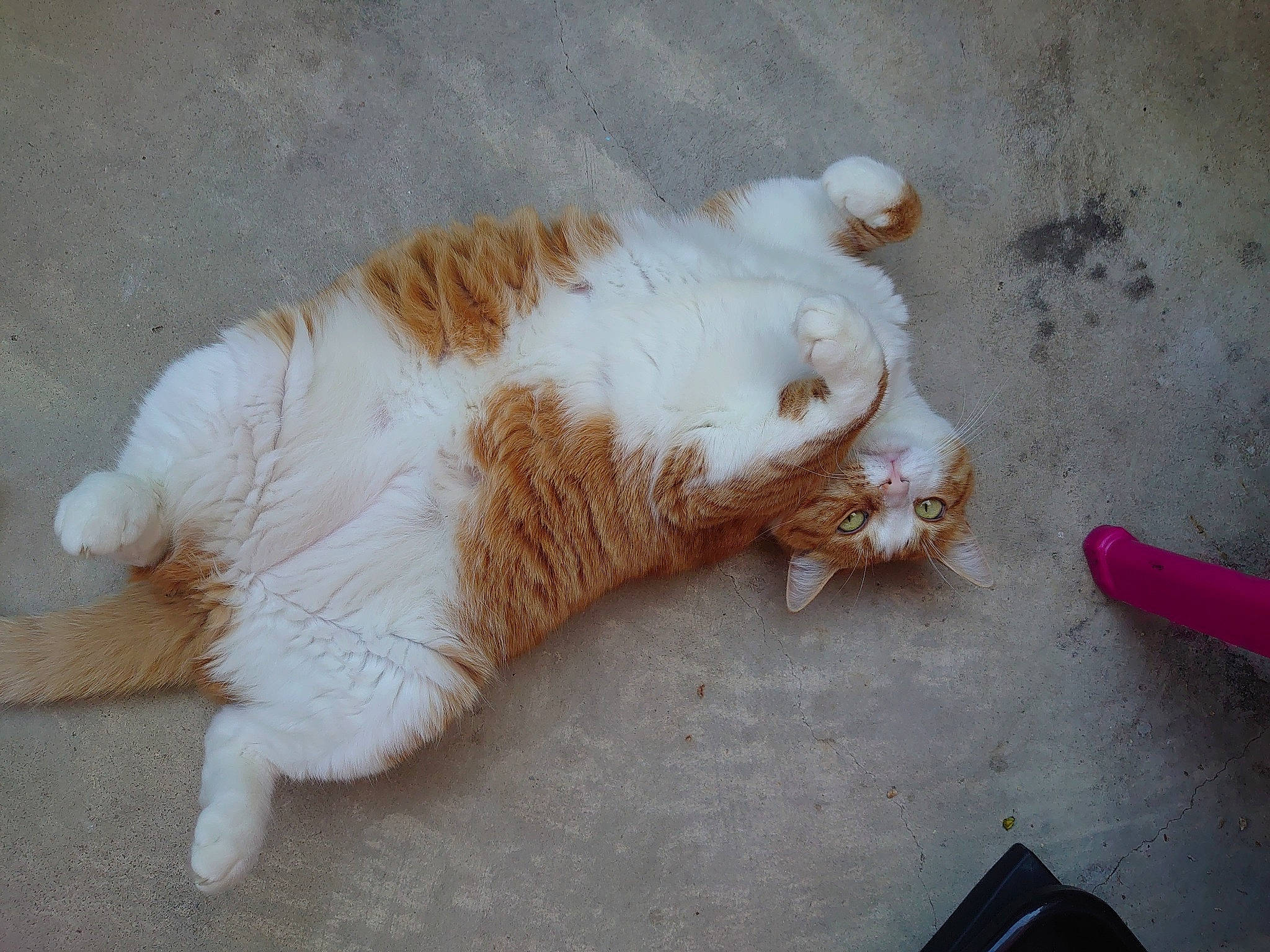 Kira a rejoint le concours — aidez-le/la à gagner de superbes lots ! carnivore, cat, claw, comfort, domestic_short_haired_cat, fawn, felidae, foot, fur, human_leg, paw, sand, small_to_medium_sized_cats, tail, terrestrial_animal, whiskers, wood