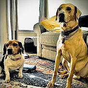 Bo is registered to the contest to win money with this photo: dog, indoor, living_room, sofa, rug, pet, canine, furniture, cushion, collar, chain_collar, brown_dog, black_white_brown_dog, floor, window, curtain, home, domestic_animal, sitting, companion