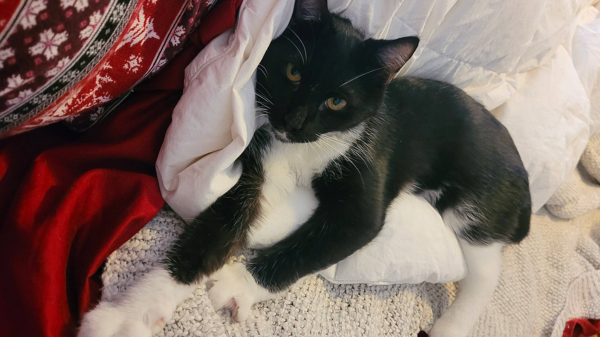 Oreo Lemur Cat is registered to the contest to win money with this photo: carnivore, cat, cat_supply, claw, comfort, domestic_short_haired_cat, eye, felidae, foot, formal_wear, fur, paw, pet_supply, small_to_medium_sized_cats, snout, tail, whiskers