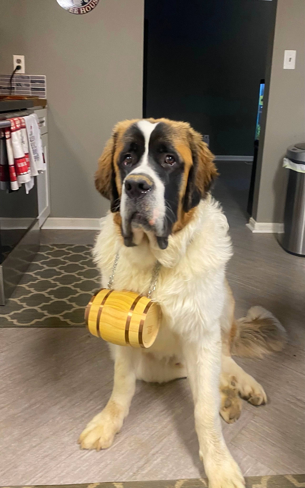 Chief is registered to the contest to win money with this photo: bookcase, carnivore, companion_dog, dog, dog_breed, door, fawn, flooring, fur, giant_dog_breed, gun_dog, home_appliance, moscow_watchdog, shelf, shelving, sporting_group, st_bernard, tail, waste_containment, working_dog