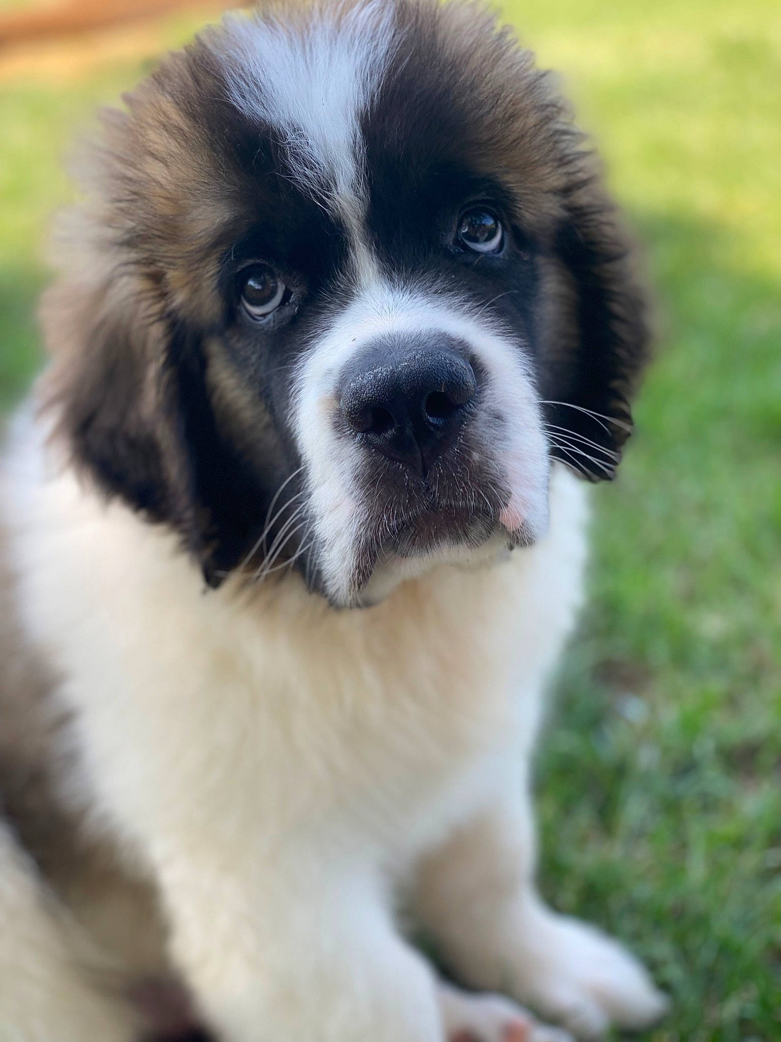 Chief joined the competition — help win amazing prizes! bored, canidae, carnivore, companion_dog, dog, dog_breed, fur, grass, non_sporting_group, plant, snout, sporting_group, terrestrial_animal, toy_dog, whiskers, working_animal, working_dog