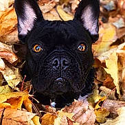 Culligan a rejoint le concours — aidez-le/la à gagner de superbes lots ! animal, autumn, black_dog, canine, close_up, dog, ears, eyes, face, fall, french_bulldog, grumpy_expression, leaves, nature, nose, outdoor, pet, portrait, short_coat, sitting