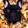 animal, autumn, black_dog, canine, close_up, dog, ears, eyes, face, fall, french_bulldog, grumpy_expression, leaves, nature, nose, outdoor, pet, portrait, short_coat, sitting