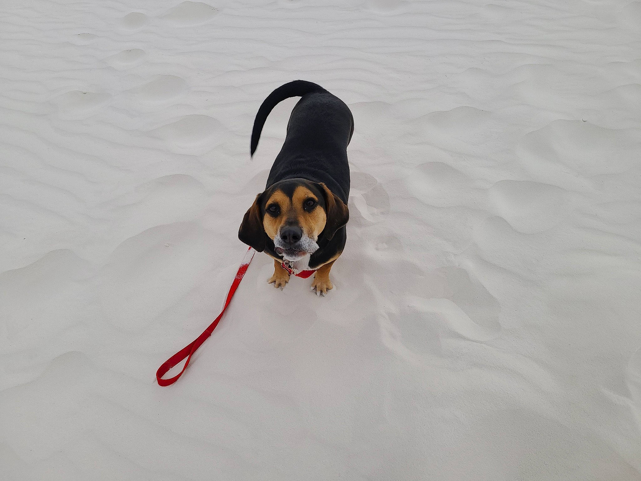 Sonny joined the competition — help win amazing prizes! beach, canidae, carnivore, collar, companion_dog, dog, dog_breed, dog_supply, fawn, freezing, fun, guard_dog, hound, leash, recreation, snow, sporting_group, winter, working_animal, working_dog