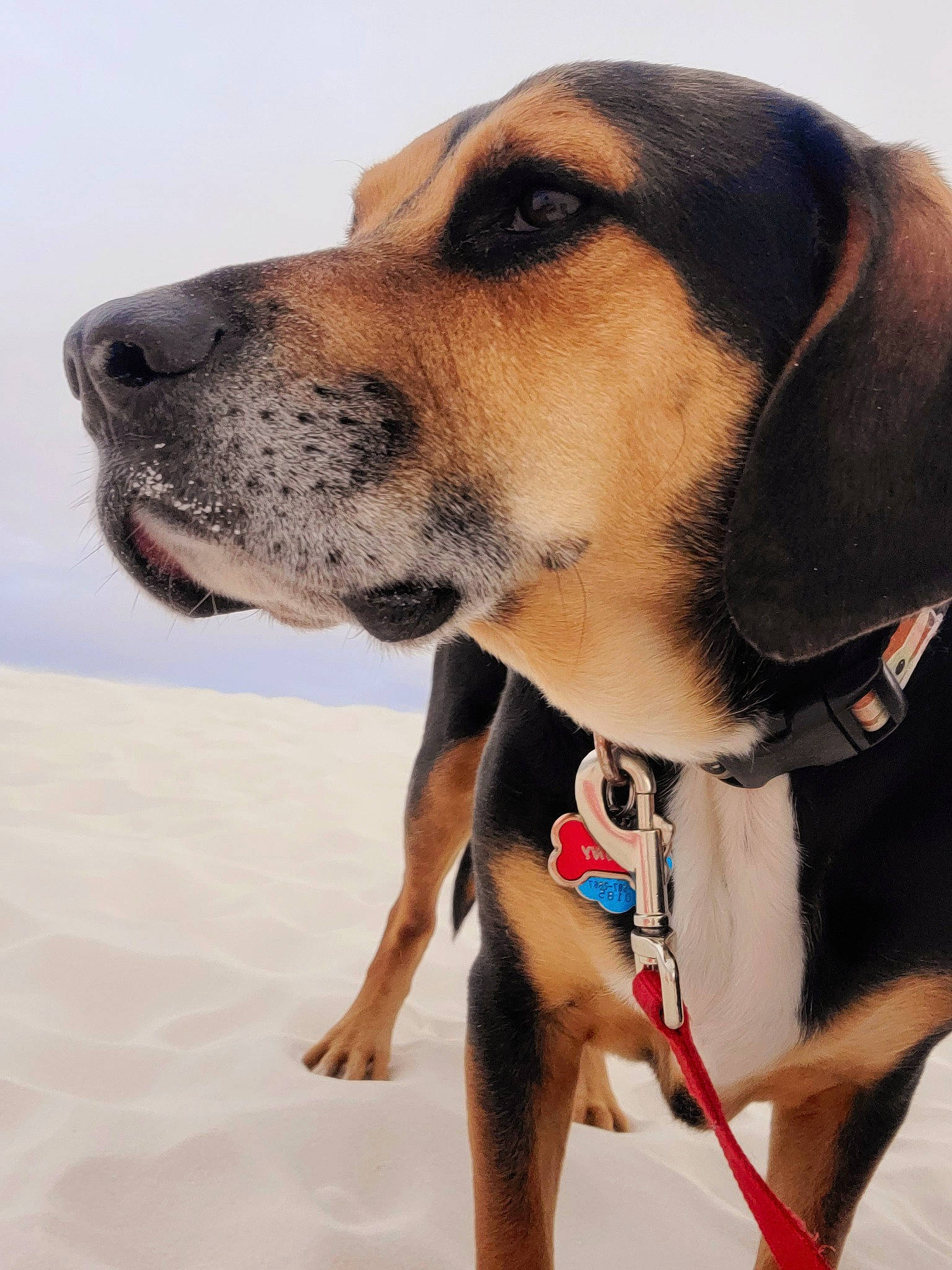 Sonny is registered to the contest to win money with this photo: canidae, carnivore, collar, companion_dog, dog, dog_breed, dog_collar, dog_supply, fawn, fur, hound, leash, mammal, pet_supply, snout, sporting_group, whiskers, white, working_animal, working_dog