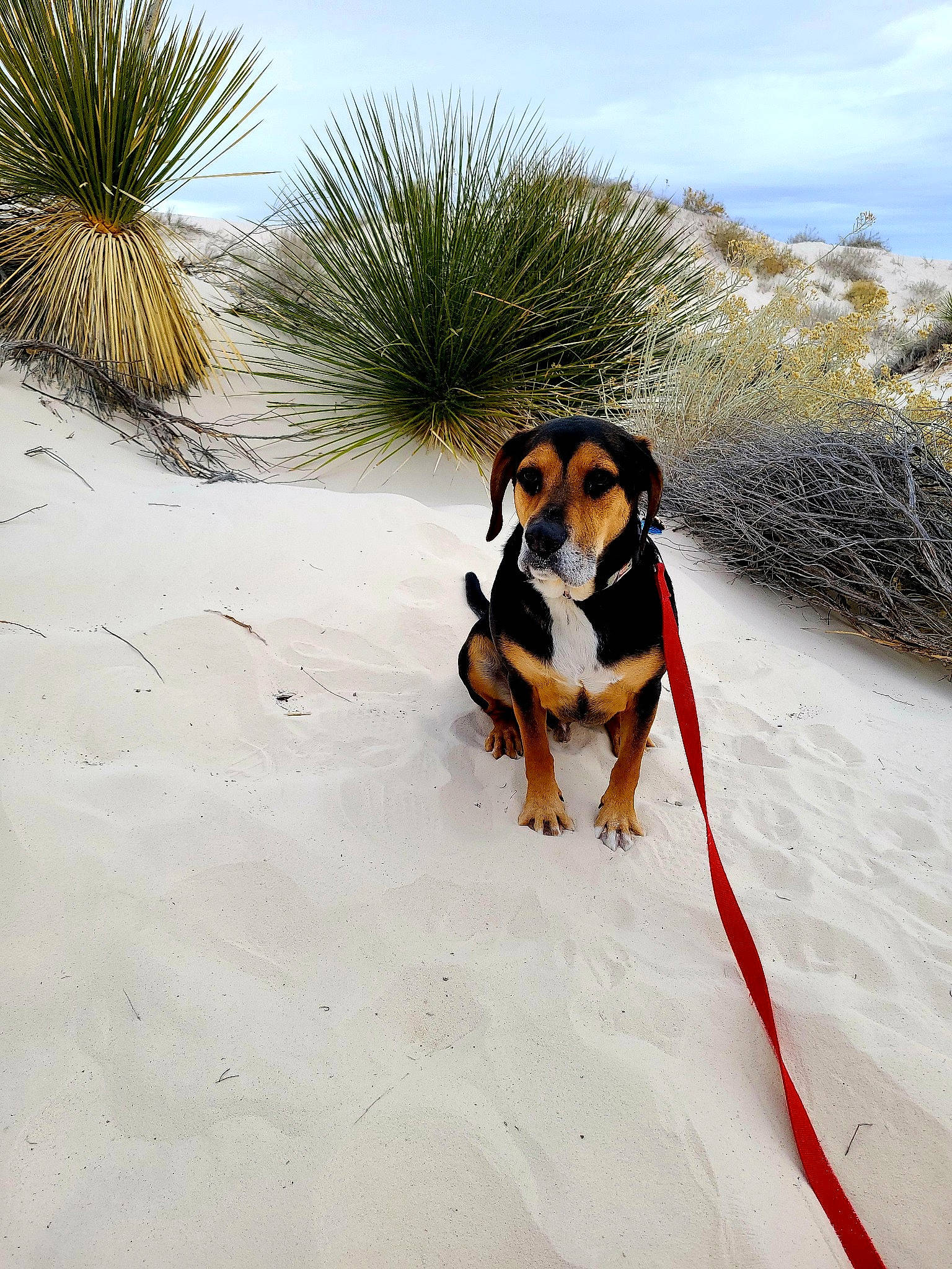 Sonny is registered to the contest to win money with this photo: carnivore, cloud, collar, companion_dog, dog, dog_breed, dog_collar, fawn, freezing, grass, landscape, leash, pet_supply, plant, recreation, sand, sky, sporting_group, tree, working_animal