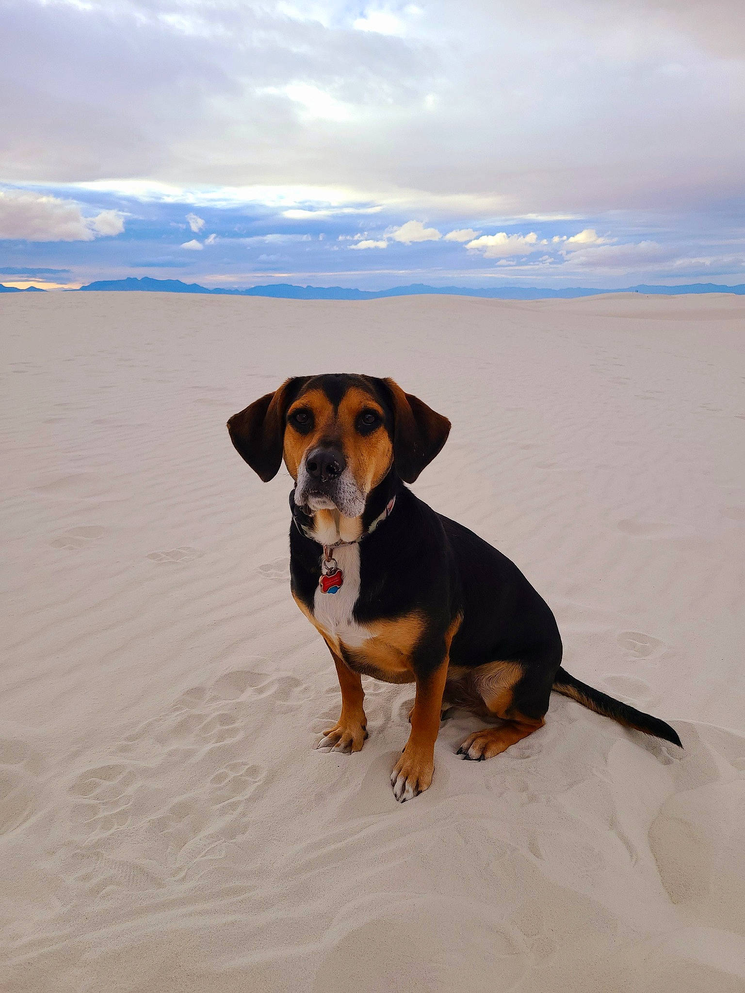 Sonny is registered to the contest to win money with this photo: azure, beach, canidae, carnivore, cloud, collar, companion_dog, dog, dog_breed, fawn, fun, horizon, hound, landscape, ocean, sand, scent_hound, sky, sporting_group, winter