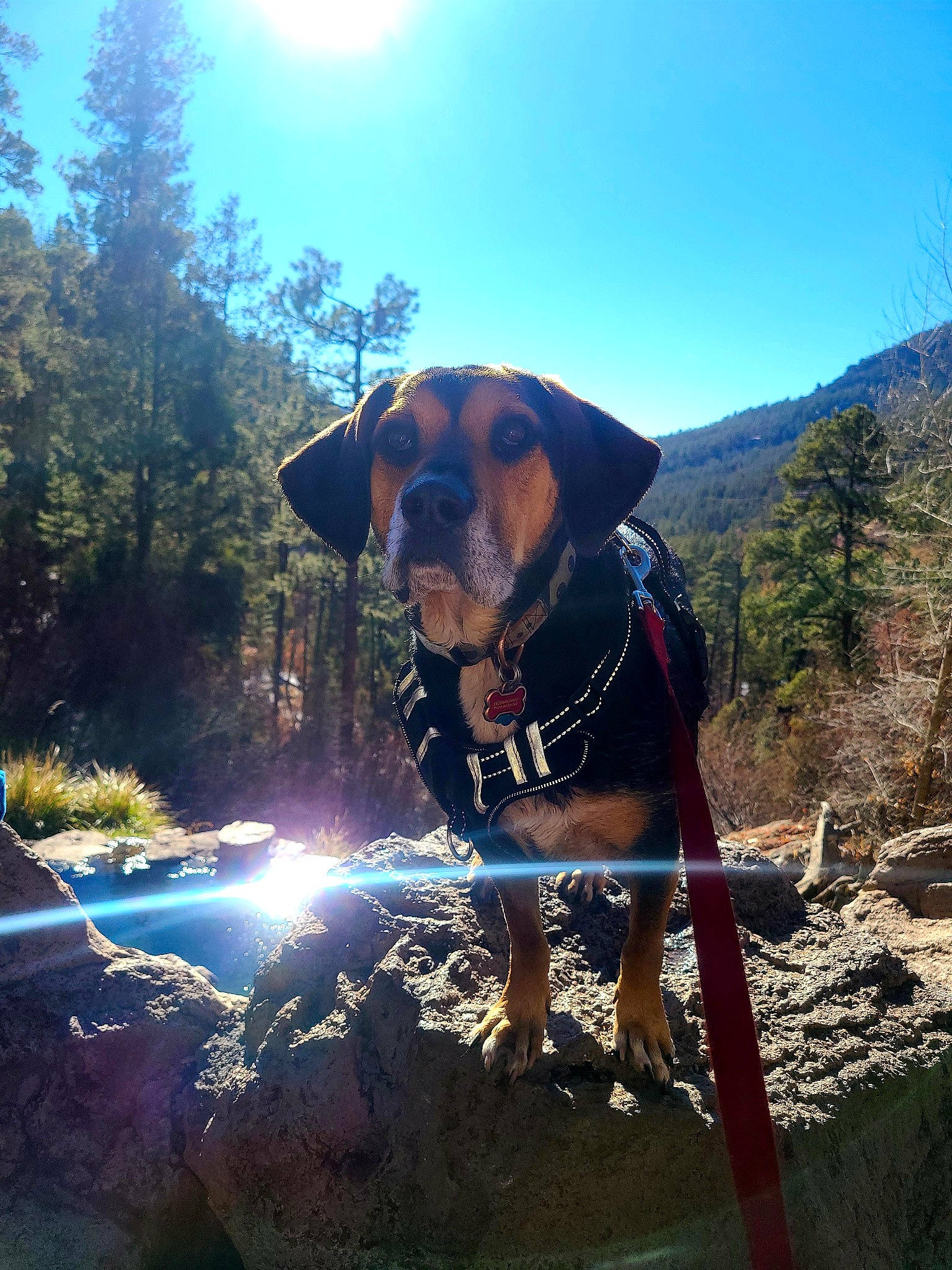Sonny joined the competition — help win amazing prizes! carnivore, collar, companion_dog, dog, dog_breed, dog_collar, electric_blue, fawn, grass, landscape, leisure, lens_flare, mountain, mountainous_landforms, plant, recreation, sky, sunlight, tree, working_animal