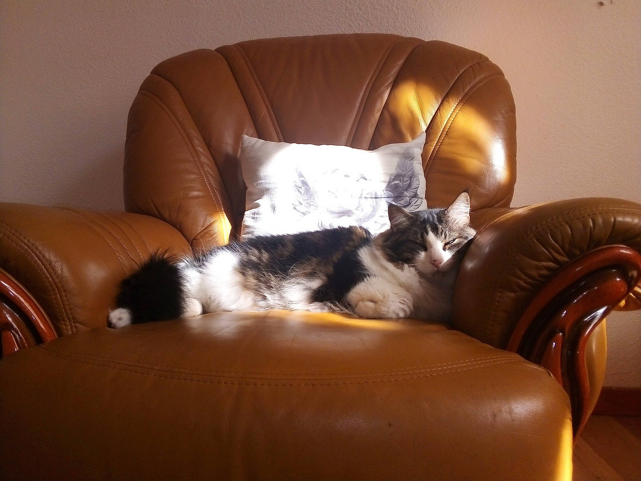 Gismo participe au concours pour gagner de l'argent avec cette photo : brown, carnivore, cat, cat_bed, cat_supply, comfort, companion_dog, couch, felidae, flooring, fur, furniture, hardwood, living_room, room, small_to_medium_sized_cats, studio_couch, tail, whiskers, wood