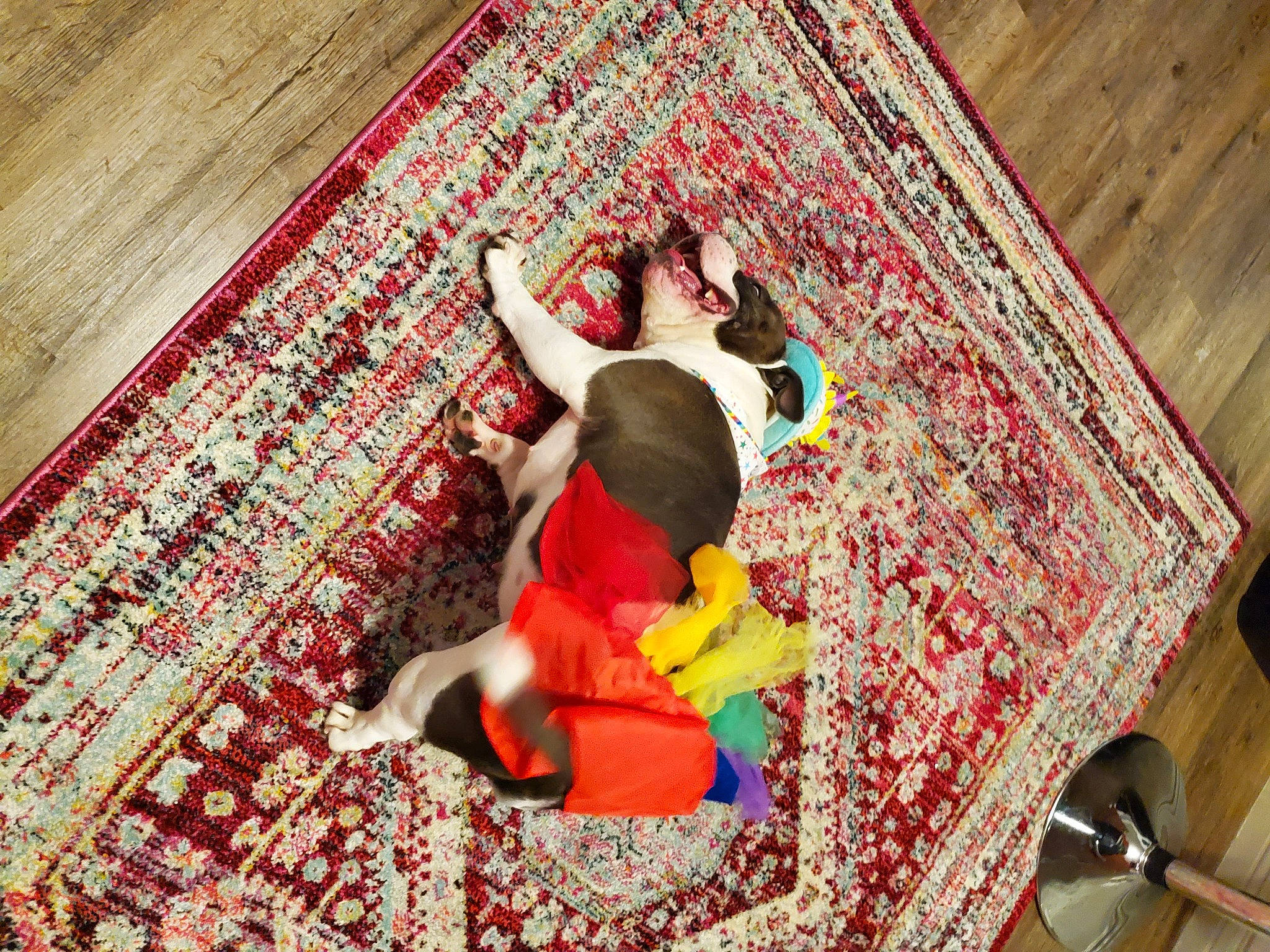 Sugar Baby is registered to the contest to win money with this photo: baby, carpet, child, comfort, floor, flooring, fun, hardwood, leisure, linens, magenta, mammal, pattern, rectangle, room, textile, toddler, toy, wood, wood_stain