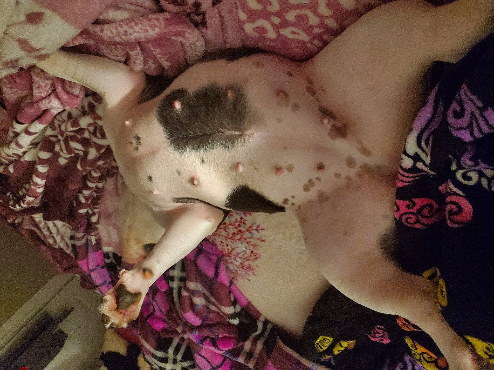 Sugar Baby is registered to the contest to win money with this photo: abdomen, art_model, black_hair, chest, event, eyelash, flesh, human_leg, lingerie, magenta, pattern, pink, skin, tattoo, temporary_tattoo, thigh, tree, trunk, visual_arts, waist