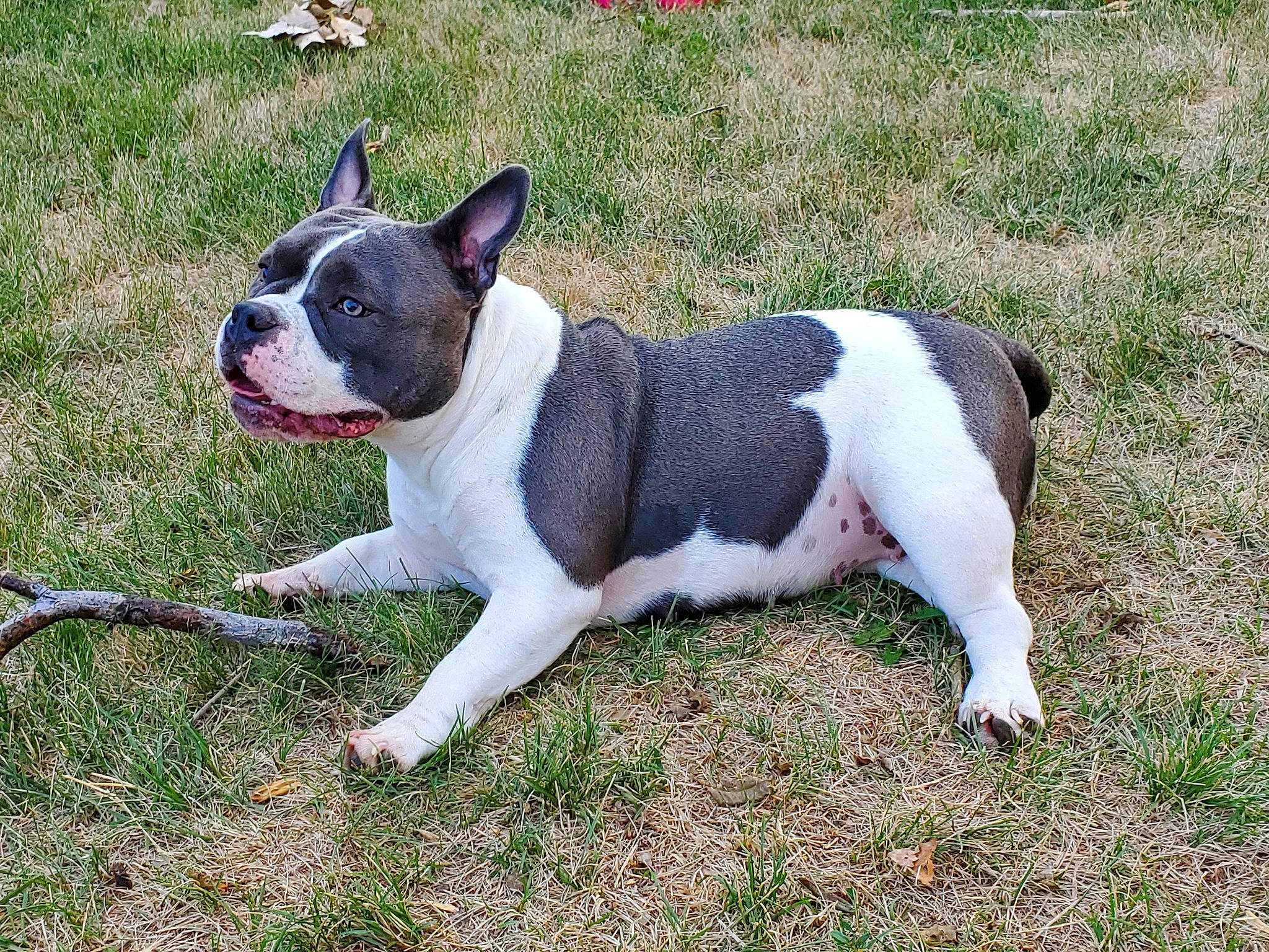 Sugar Baby is registered to the contest to win money with this photo: ancient_dog_breeds, canidae, carmine, carnivore, collar, companion_dog, dog, dog_breed, dog_collar, fawn, fur, grass, human_body, leash, non_sporting_group, plant, snout, sporting_group, tail, terrestrial_animal