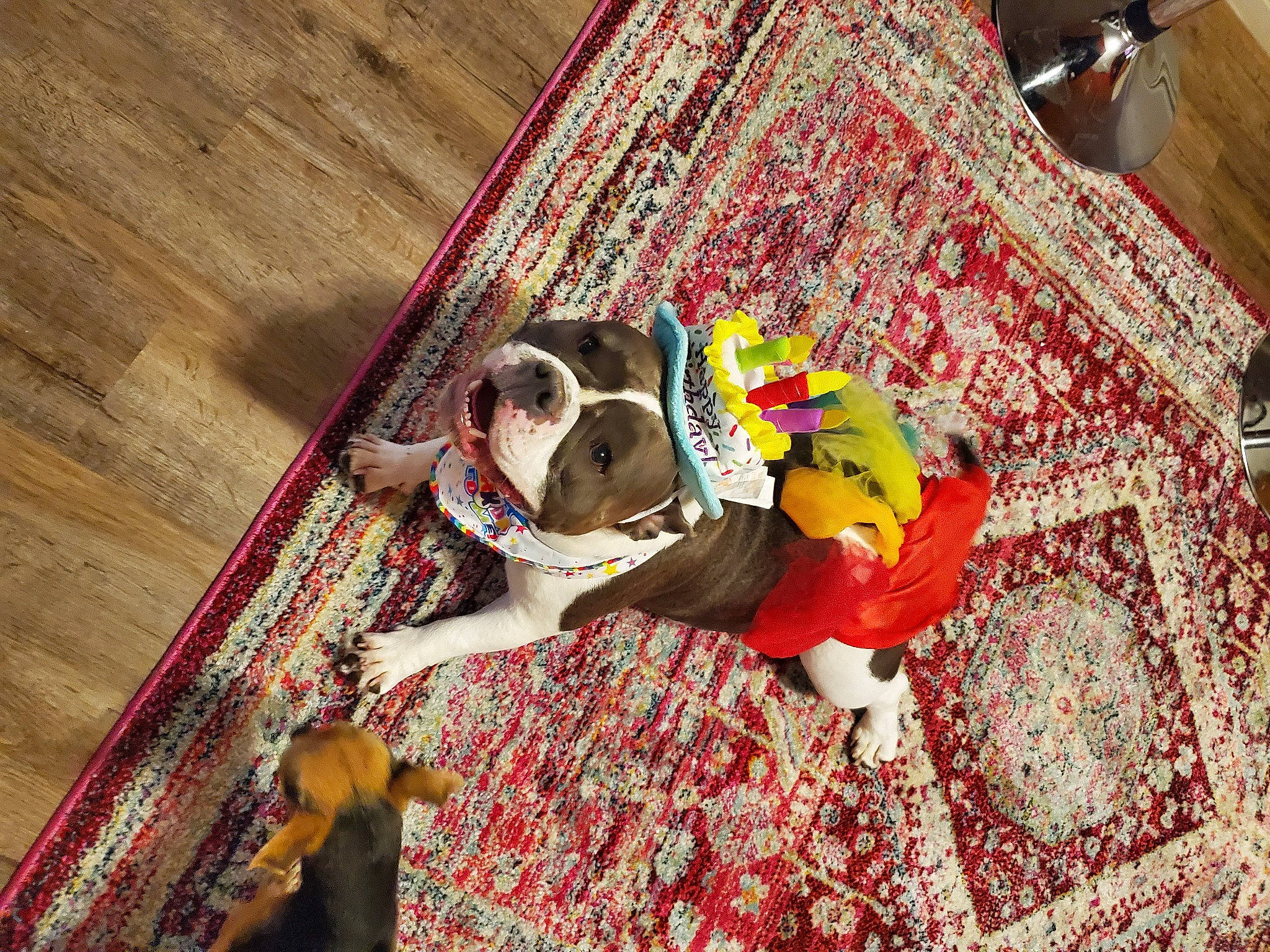 Sugar Baby joined the competition — help win amazing prizes! art, canidae, carnivore, carpet, comfort, companion_dog, dog, dog_breed, fawn, floor, flooring, hardwood, linens, magenta, pattern, red, sporting_group, visual_arts, wood, working_animal