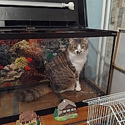 Dora a rejoint le concours — aidez-le/la à gagner de superbes lots ! abyssinian, animal, aquarium, box, cage, cat, computerhardware, den, electronics, fish, hardware, indoors, manx, monitor, pet, screen, sealife, shelf, water, wood