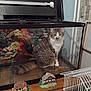 abyssinian, animal, aquarium, box, cage, cat, computerhardware, den, electronics, fish, hardware, indoors, manx, monitor, pet, screen, sealife, shelf, water, wood