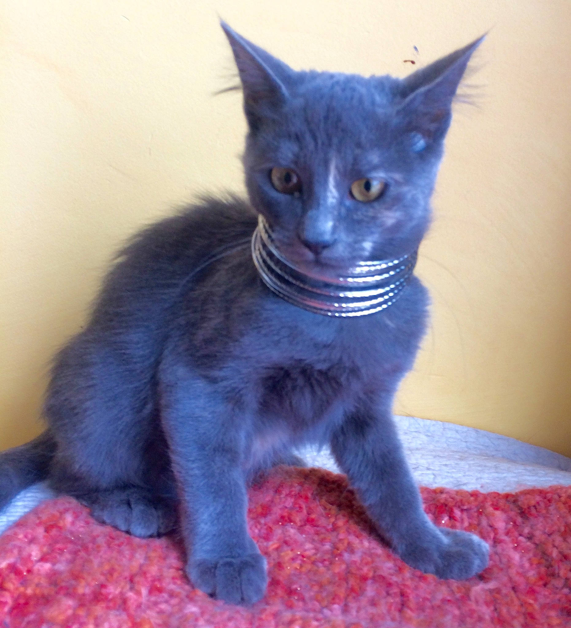 Peanut a rejoint le concours — aidez-le/la à gagner de superbes lots ! asian, black_cat, bombay, burmese, carnivore, cat, chartreux, domestic_short_haired_cat, felidae, german_rex, havana_brown, kitten, korat, mammal, nebelung, oriental_shorthair, russian_blue, small_to_medium_sized_cats, vertebrate, whiskers