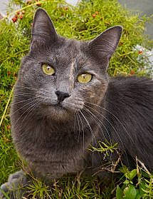 Peanut participe au concours pour gagner de l'argent avec cette photo : black_cat, british_shorthair, carnivore, cat, chartreux, domestic_long_haired_cat, domestic_short_haired_cat, felidae, grass, korat, mammal, nebelung, norwegian_forest_cat, plant, russian_blue, small_to_medium_sized_cats, snout, vertebrate, whiskers, wildlife