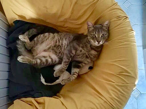 Dewey participe au concours pour gagner de l'argent avec cette photo : american_shorthair, asian, australian_mist, california_spangled, carnivore, cat, domestic_short_haired_cat, dragon_li, european_shorthair, felidae, german_rex, kitten, mammal, pixie_bob, small_to_medium_sized_cats, tabby_cat, vertebrate, whiskers