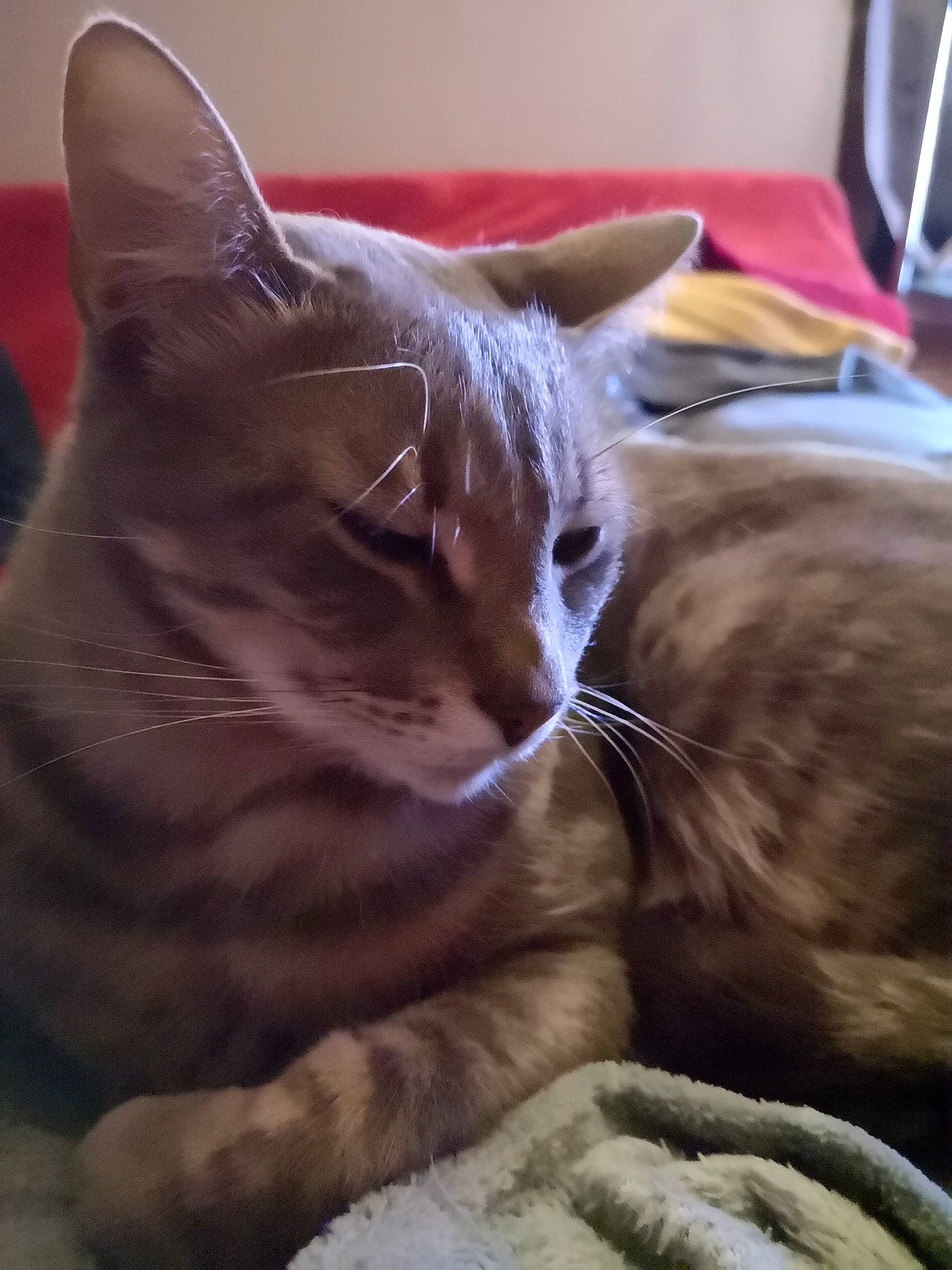 Dewey a rejoint le concours — aidez-le/la à gagner de superbes lots ! asian, australian_mist, carnivore, cat, domestic_short_haired_cat, ear, european_shorthair, fawn, felidae, fur, kitten, mammal, nap, small_to_medium_sized_cats, snout, tabby_cat, whiskers