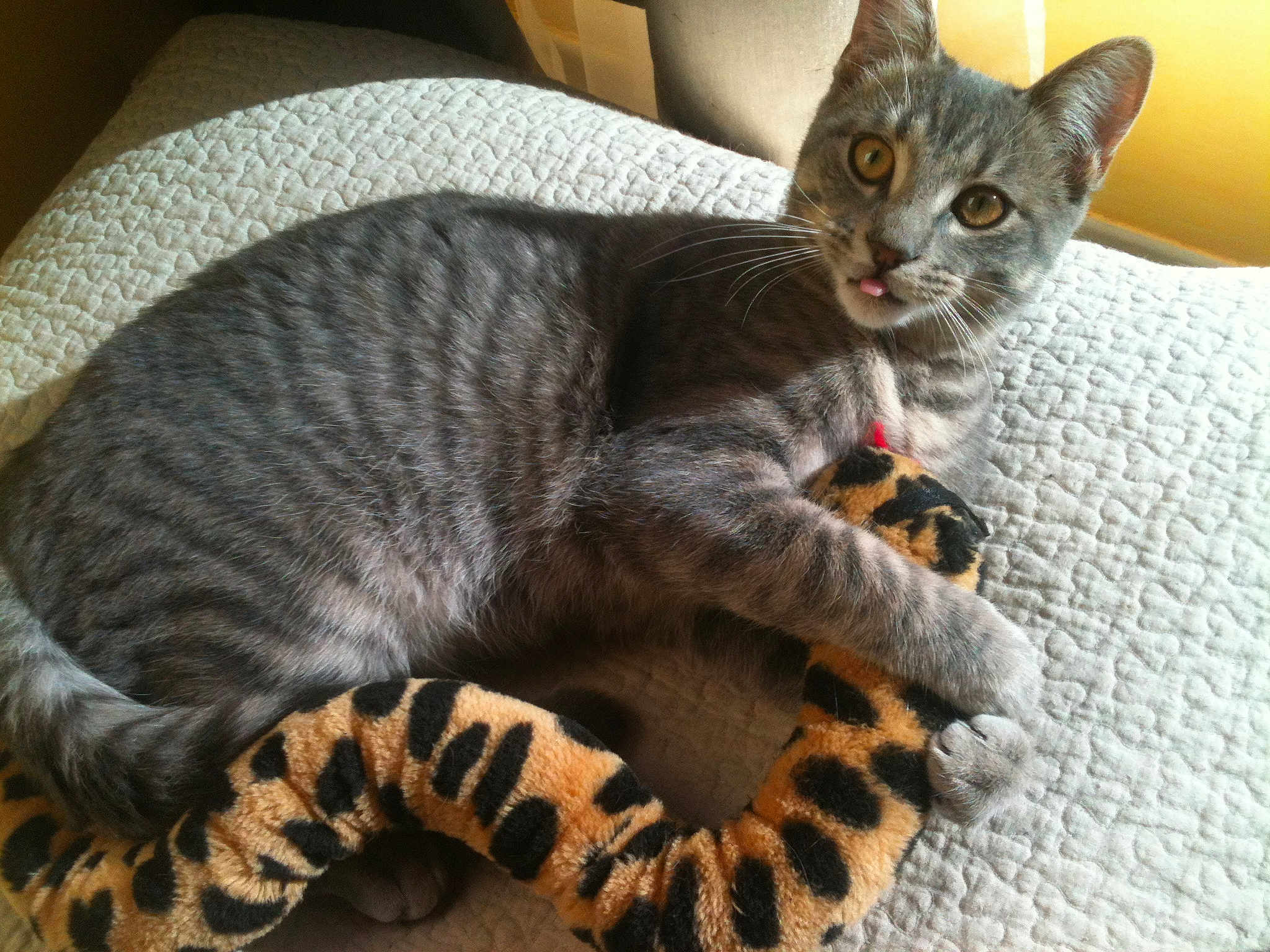 Dewey