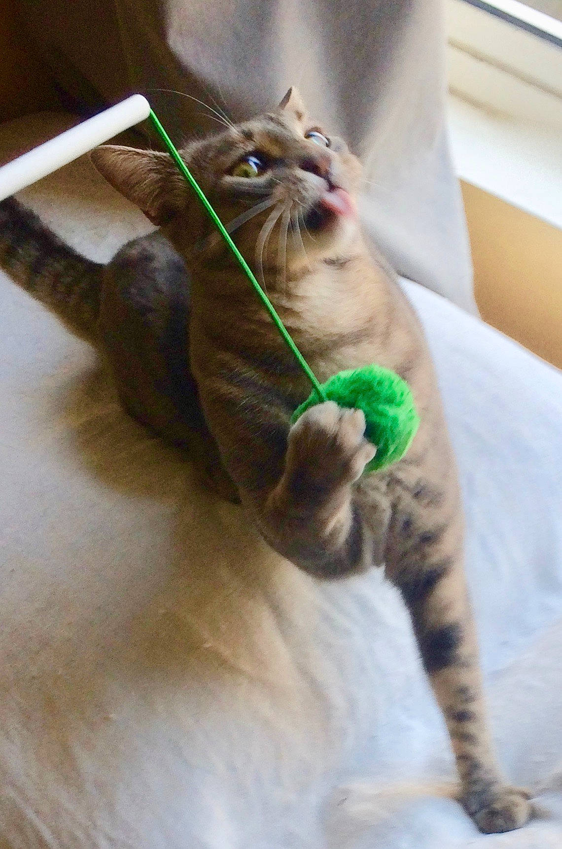 Dewey participe au concours pour gagner de l'argent avec cette photo : american_curl, carnivore, cat, claw, fawn, felidae, kitten, mammal, nebelung, norwegian_forest_cat, small_to_medium_sized_cats, tabby_cat, tail, whiskers