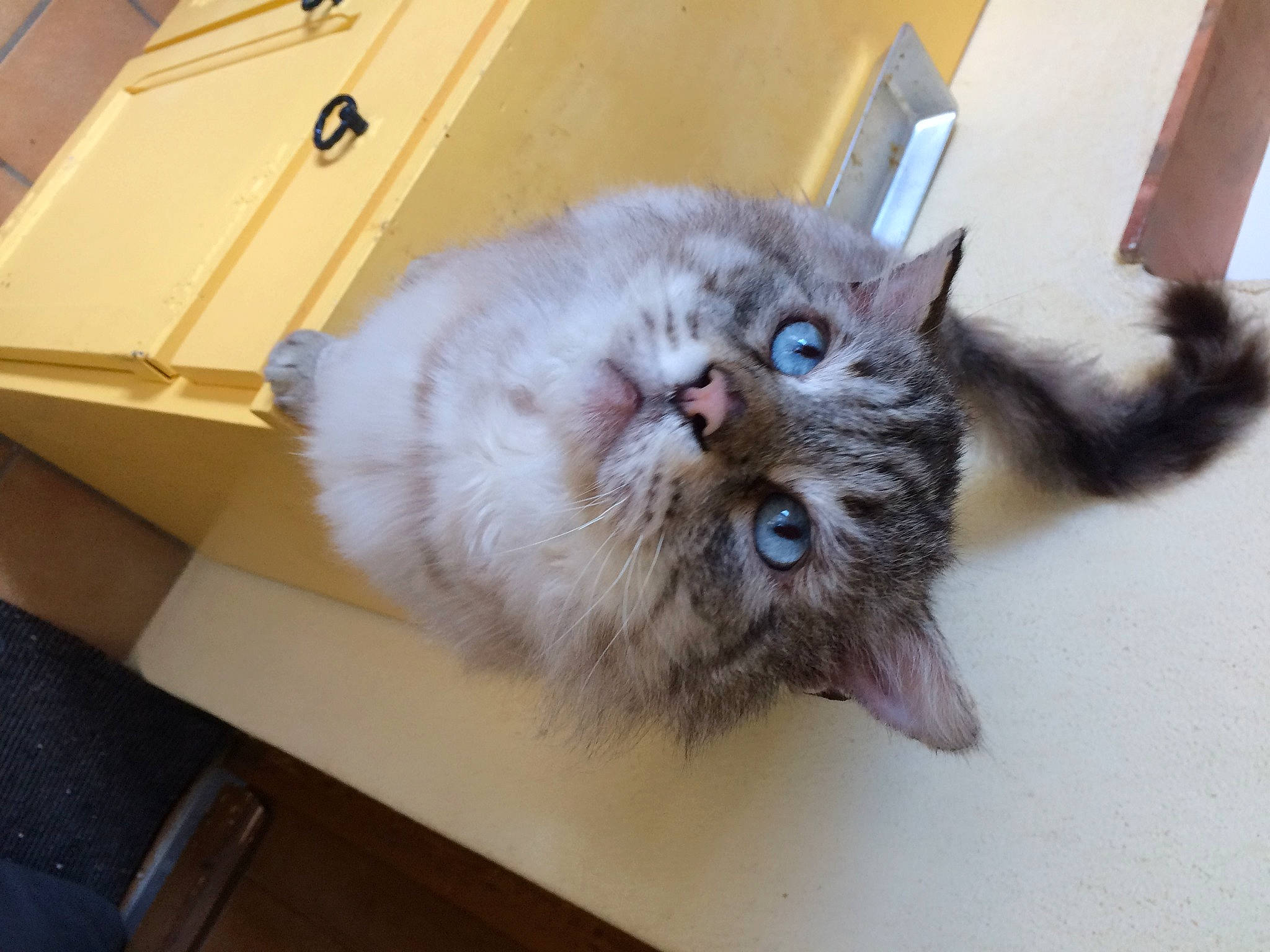 O'Malley participe au concours pour gagner de l'argent avec cette photo : asian, asian_semi_longhair, british_longhair, british_semi_longhair, carnivore, cat, domestic_long_haired_cat, domestic_short_haired_cat, eye, felidae, iris, kitten, mammal, napoleon_cat, norwegian_forest_cat, ragamuffin, siberian, small_to_medium_sized_cats, vertebrate, whiskers