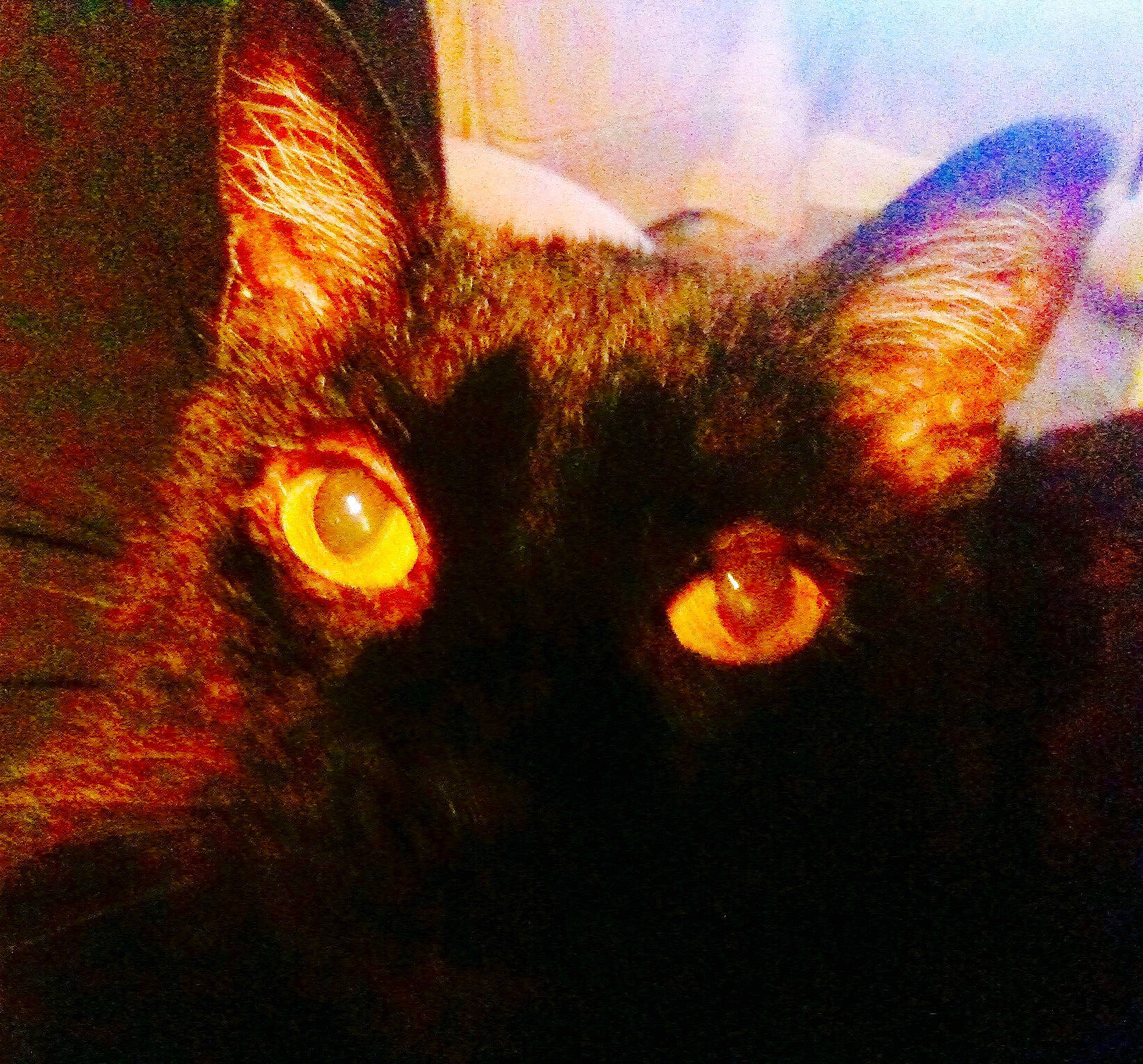 Muffin a rejoint le concours — aidez-le/la à gagner de superbes lots ! black_cat, bombay, carnivore, cat, ear, eye, felidae, german_rex, illustration, iris, ojos_azules, sky, small_to_medium_sized_cats, snout, whiskers