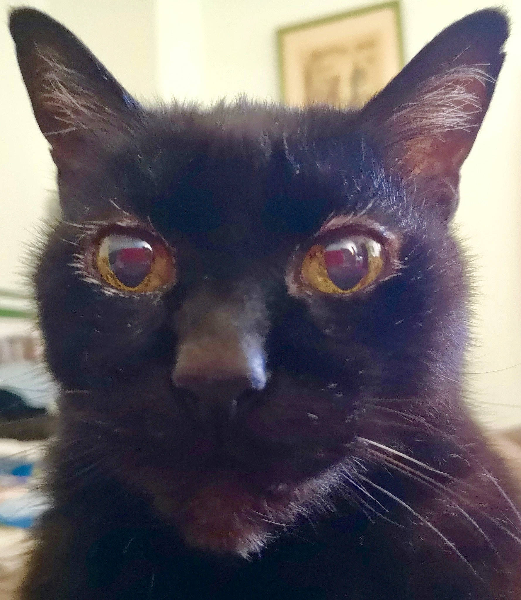 Muffin participe au concours pour gagner de l'argent avec cette photo : asian, black, black_cat, bombay, burmese, carnivore, cat, ear, eye, felidae, german_rex, havana_brown, javanese, mammal, oriental_longhair, oriental_shorthair, small_to_medium_sized_cats, snout, vertebrate, whiskers