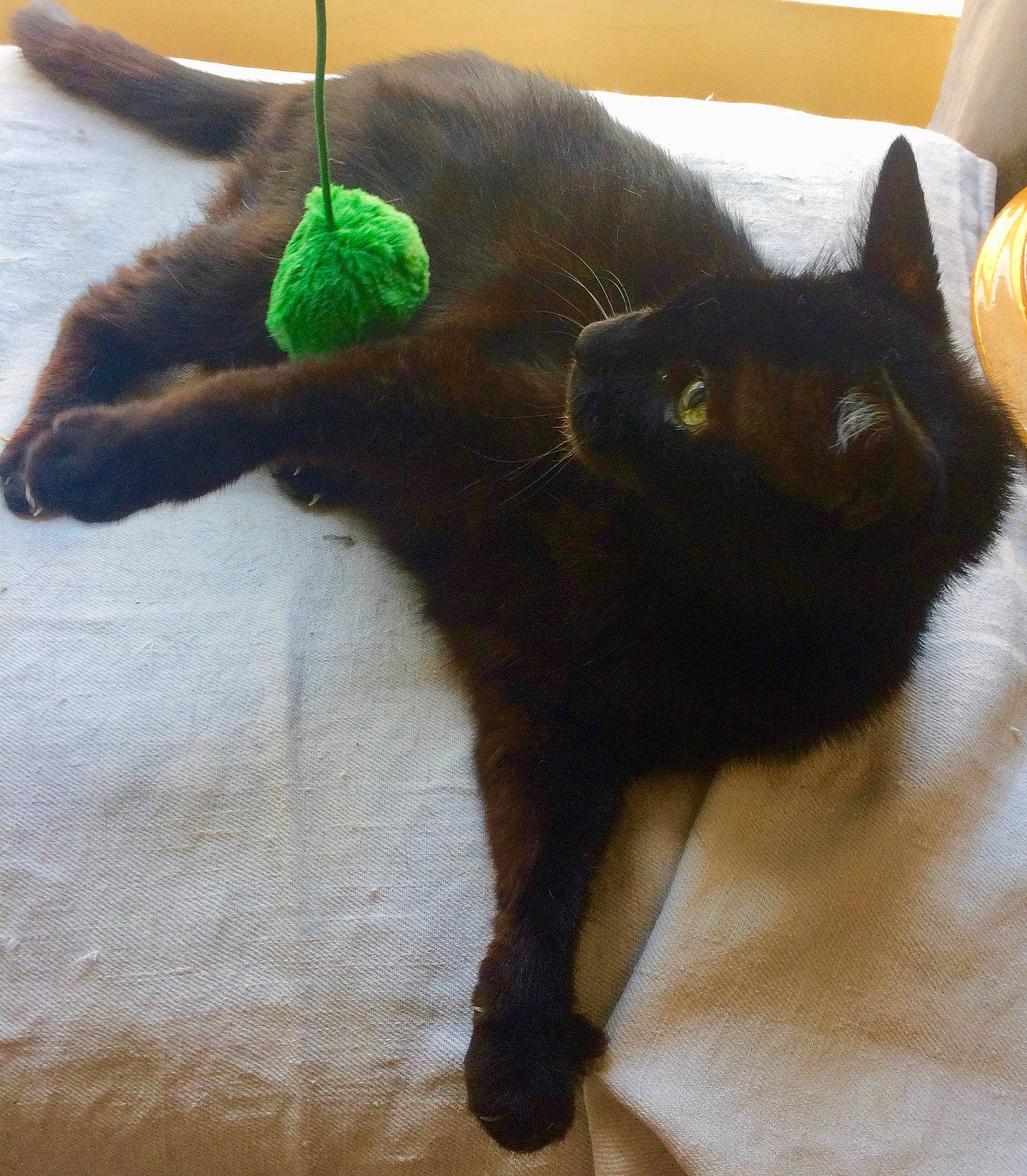 Muffin participe au concours pour gagner de l'argent avec cette photo : asian, black, black_cat, bombay, burmese, carnivore, cat, claw, domestic_short_haired_cat, felidae, fur, german_rex, havana_brown, kitten, korat, nebelung, small_to_medium_sized_cats, tail, whiskers