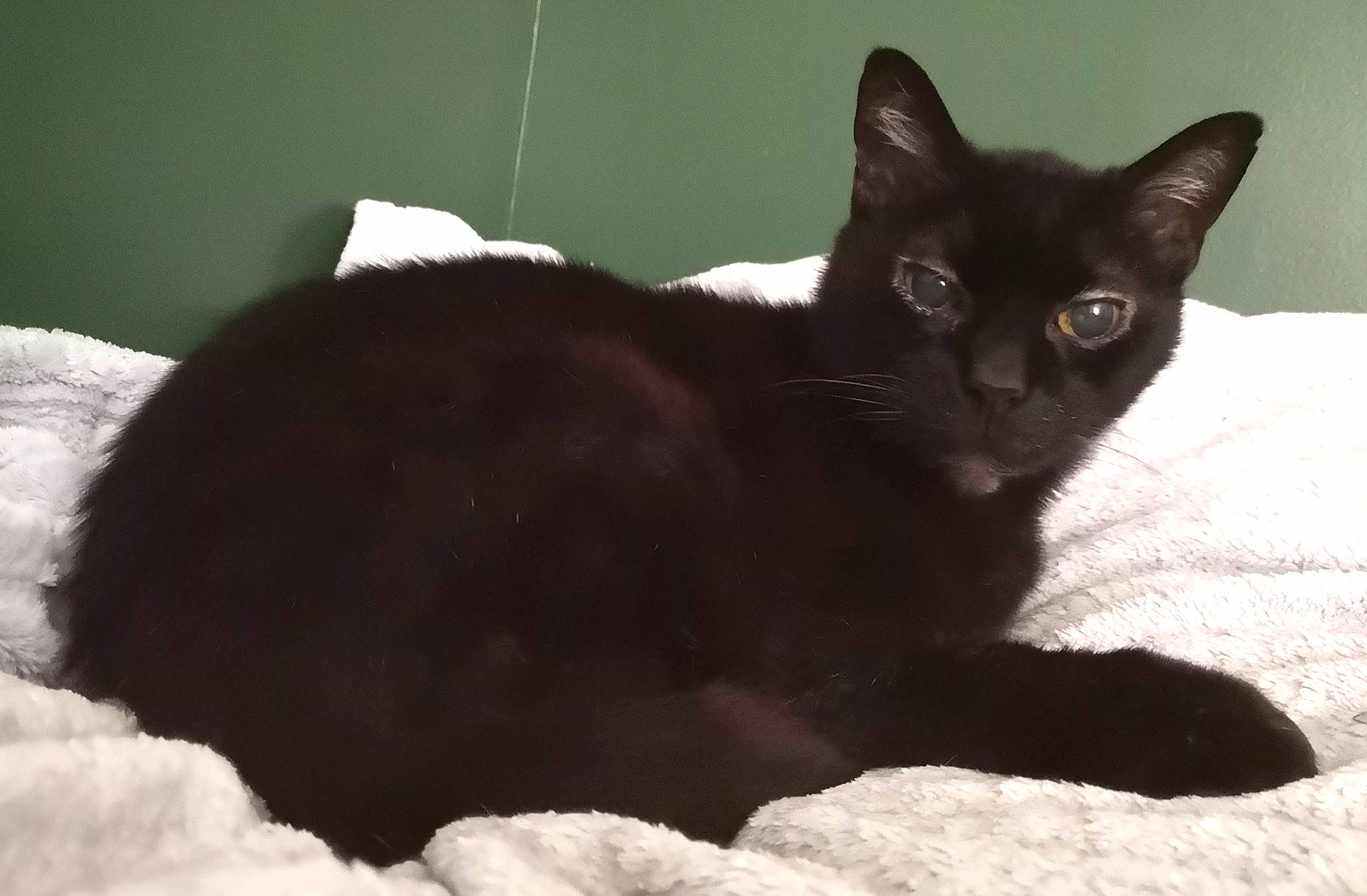 Muffin a rejoint le concours — aidez-le/la à gagner de superbes lots ! asian, black, black_cat, bombay, burmese, carnivore, cat, domestic_short_haired_cat, eye, felidae, fur, german_rex, havana_brown, kitten, mammal, small_to_medium_sized_cats, snout, tail, vertebrate, whiskers