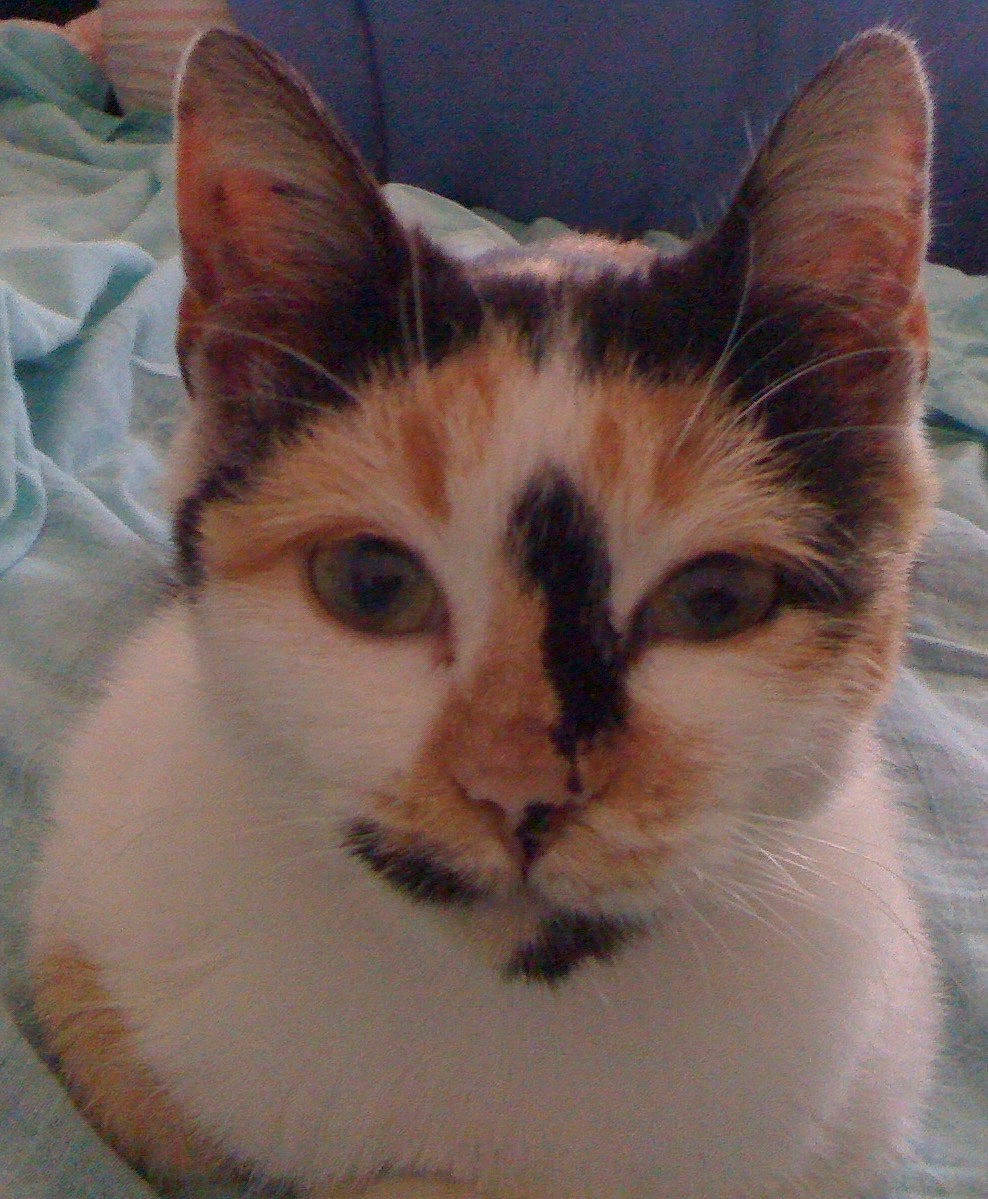 Gladys a rejoint le concours — aidez-le/la à gagner de superbes lots ! aegean_cat, american_wirehair, arabian_mau, asian, carnivore, cat, colorpoint_shorthair, domestic_short_haired_cat, eye, felidae, german_rex, head, kitten, mammal, nose, small_to_medium_sized_cats, snout, thai, vertebrate, whiskers