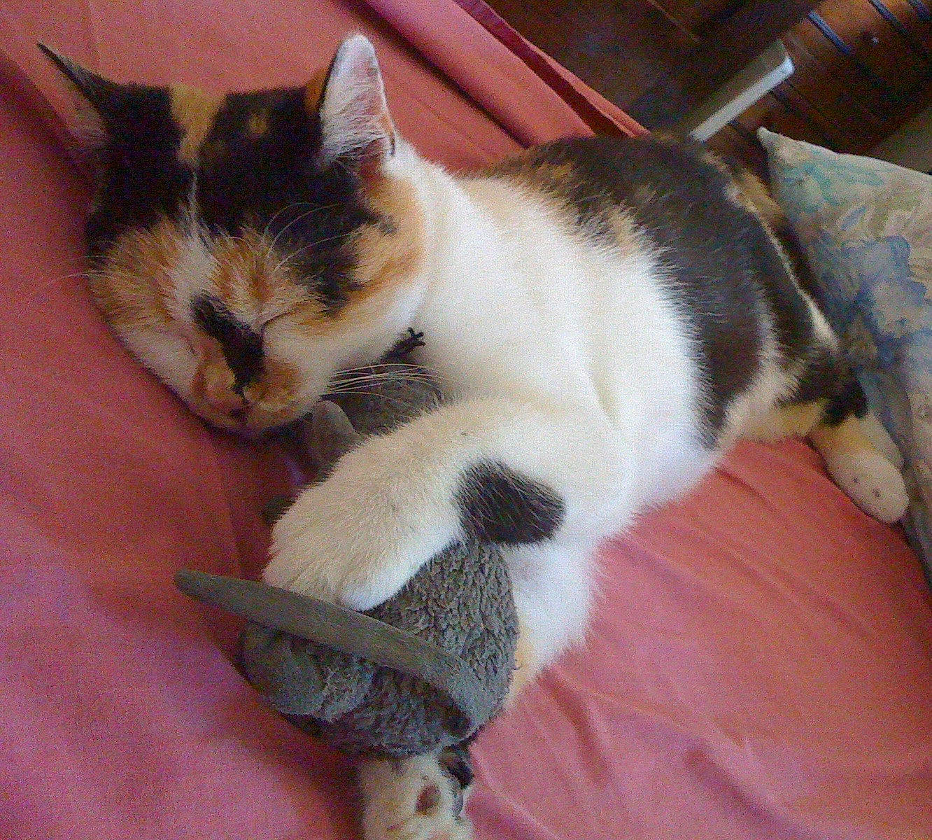 Gladys participe au concours pour gagner de l'argent avec cette photo : aegean_cat, american_wirehair, carnivore, cat, domestic_short_haired_cat, european_shorthair, felidae, kitten, mammal, nap, paw, polydactyl_cat, small_to_medium_sized_cats, tail, whiskers