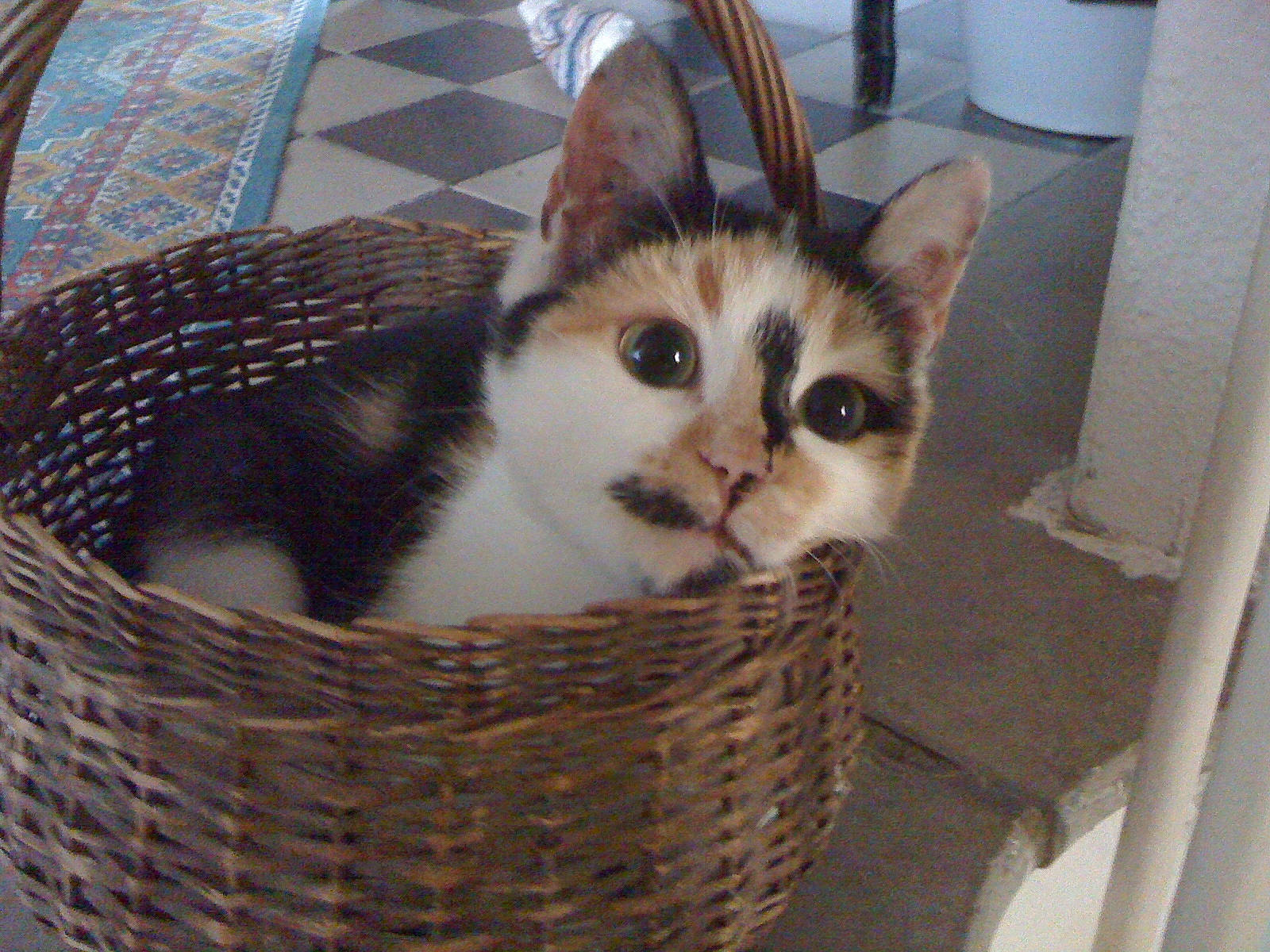 Gladys a rejoint le concours — aidez-le/la à gagner de superbes lots ! aegean_cat, american_wirehair, animal_shelter, asian, basket, carnivore, cat, domestic_short_haired_cat, european_shorthair, felidae, kitten, mammal, small_to_medium_sized_cats, turkish_van, whiskers