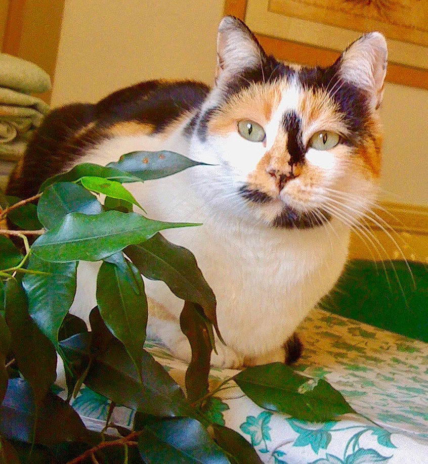 Gladys participe au concours pour gagner de l'argent avec cette photo : aegean_cat, american_wirehair, asian, carnivore, cat, domestic_short_haired_cat, european_shorthair, felidae, kitten, leaf, mammal, plant, small_to_medium_sized_cats, thai, whiskers