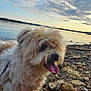 animal, canine, clouds, collapsible_bowl, daytime, dog, fluffy, fur, happy, lake, landscape, nature, outdoor, pet, rocky_shore, sky, tongue, tongue_out, water, water_edge