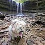 Angel is registered to the contest to win money with this photo: adventure, animal, cliff, daylight, dog, forest, hiking, landscape, leash, nature, outdoor, pet, rocks, shaggy_dog, stream, tongue_out, tree, waterfall, wet_rocks, wild