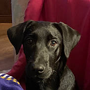 Bella joined the competition — help win amazing prizes! dog, black_dog, pet, indoor, blanket, red_blanket, fur, canine, animal, face, ears, eyes, nose, looking, portrait, cozy, furniture, home, floor, curious