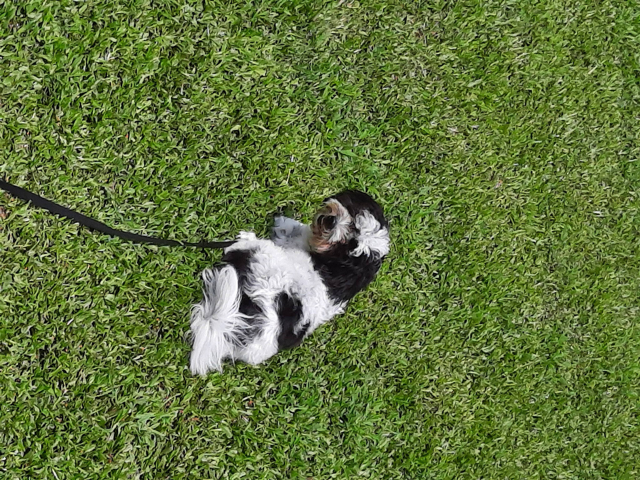 Trixie joined the competition — help win amazing prizes! canidae, carnivore, companion_dog, dog, dog_breed, grass, grassland, groundcover, non_sporting_group, pasture, sporting_group, tail, terrestrial_animal, working_animal