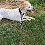 dog, animal, pet, grass, outdoor, leash, collar, panting, tongue_out, canine, nature, summer, resting, side_view, mammal, field, happy, domestic_animal, playful, sunlight
