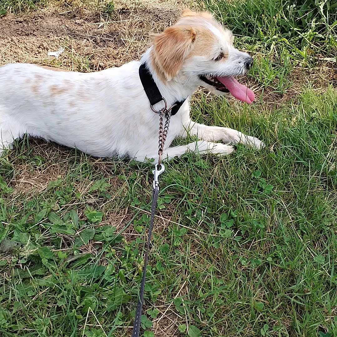 Perle a rejoint le concours — aidez-le/la à gagner de superbes lots ! animal, canine, collar, dog, domestic_animal, field, grass, happy, leash, mammal, nature, outdoor, panting, pet, playful, resting, side_view, summer, sunlight, tongue_out