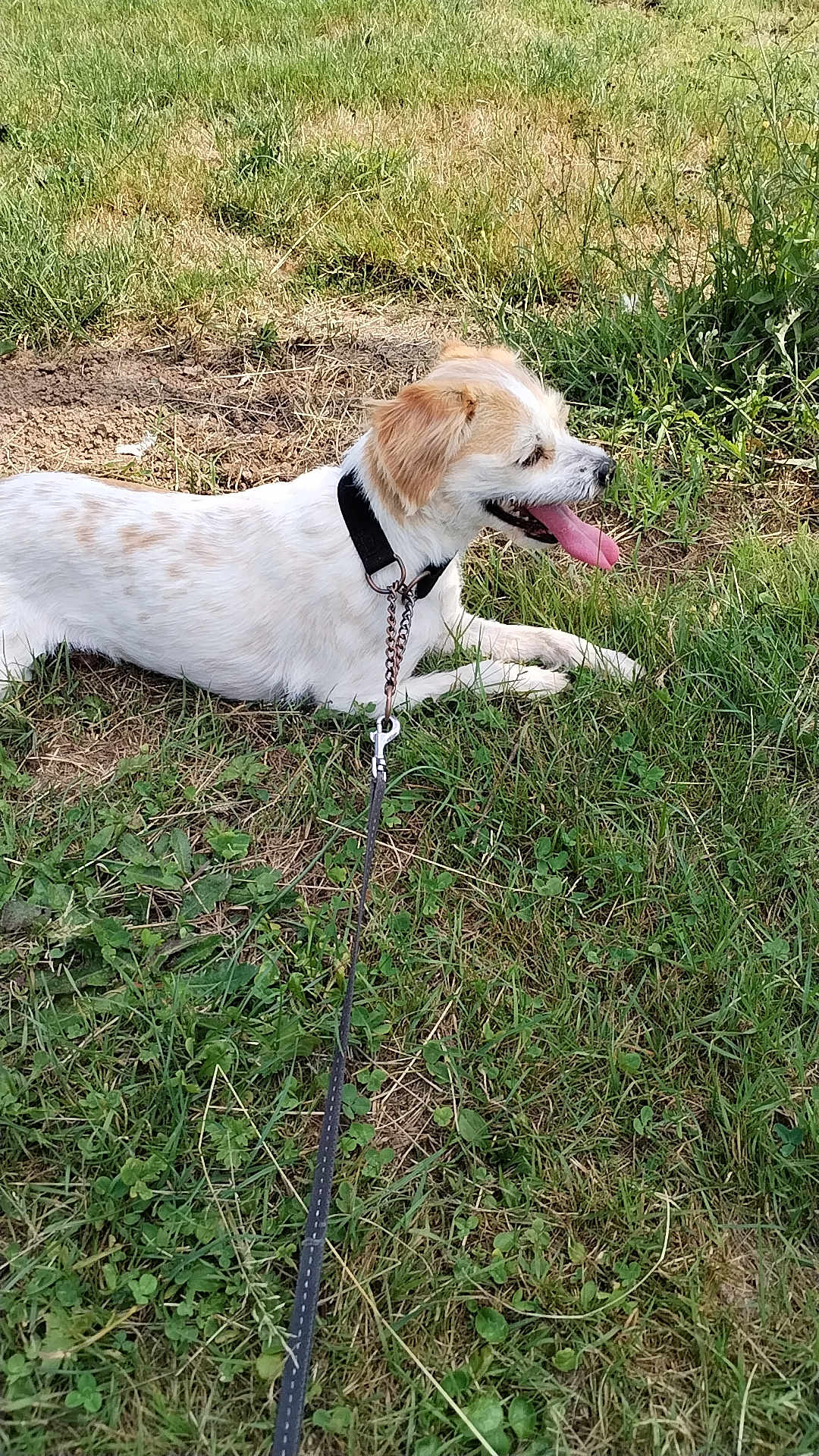 Perle a rejoint le concours — aidez-le/la à gagner de superbes lots ! dog, animal, pet, grass, outdoor, leash, collar, panting, tongue_out, canine, nature, summer, resting, side_view, mammal, field, happy, domestic_animal, playful, sunlight