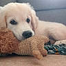 puppy, dog, golden_retriever, toy, plush_toy, floor, rug, indoor, cute, pet, animal, lying_down, young, soft_light, cozy, home, fur, close_up, adorable, resting