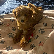 Solomon joined the competition — help win amazing prizes! puppy, dog, curly_fur, brown_fur, small_dog, pet, sitting, blanket, paw_prints, toy, indoors, bed, cozy, sunlight, warm_lighting, fluffy, cute, portrait, animal, home