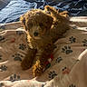 puppy, dog, curly_fur, brown_fur, small_dog, pet, sitting, blanket, paw_prints, toy, indoors, bed, cozy, sunlight, warm_lighting, fluffy, cute, portrait, animal, home