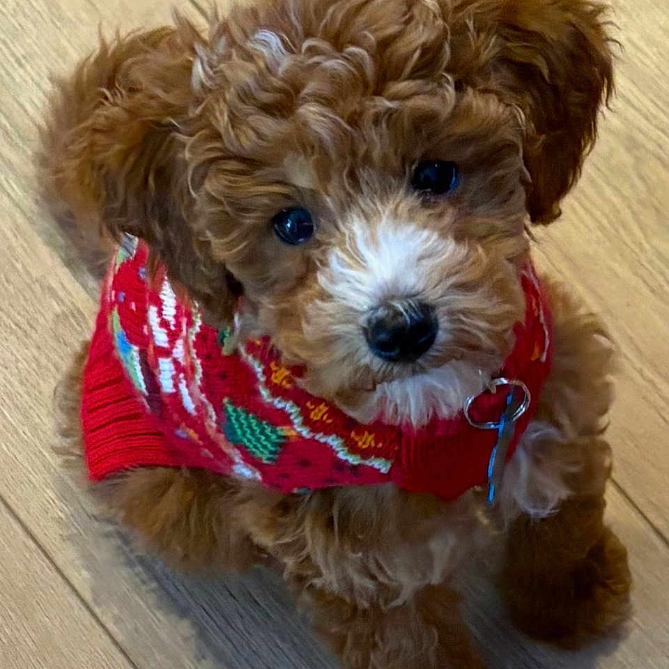Solomon Douglas joined the competition — help win amazing prizes! puppy, dog, brown_fur, curly_fur, fluffy, sweater, festive, clothing, collar, leash, blue_eyes, black_nose, sitting, standing, indoor, wooden_floor, pet, cute, portrait, closeup
