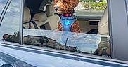 Solomon Douglas joined the competition — help win amazing prizes! dog, curly_hair, brown_dog, pet, car, vehicle, open_window, car_interior, seat, harness, collar, blue_harness, outdoor, parking_lot, sky, clouds, reflection, photography, looking_out_window, companion_animal