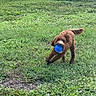 Solomon Douglas is registered to the contest to win money with this photo: dog, puppy, brown_fur, curly_fur, blue_ball, toy, outdoor, meadow, grass, wildflowers, playing, fetch, running, jumping, animal, pet, park, nature, summer, action_photo